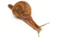 Cryptozona bistrialis India semiadult